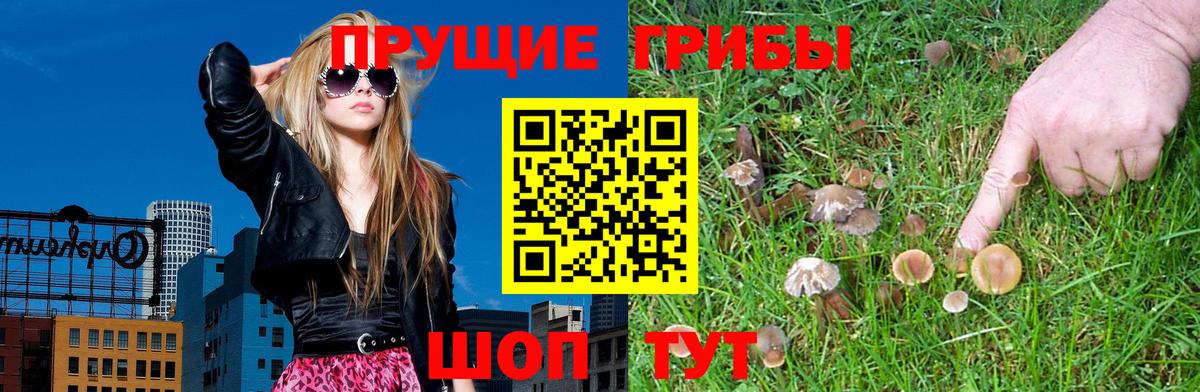 Псилоцибиновые грибы Psilocybe  Вход с VPN  Знаменск 